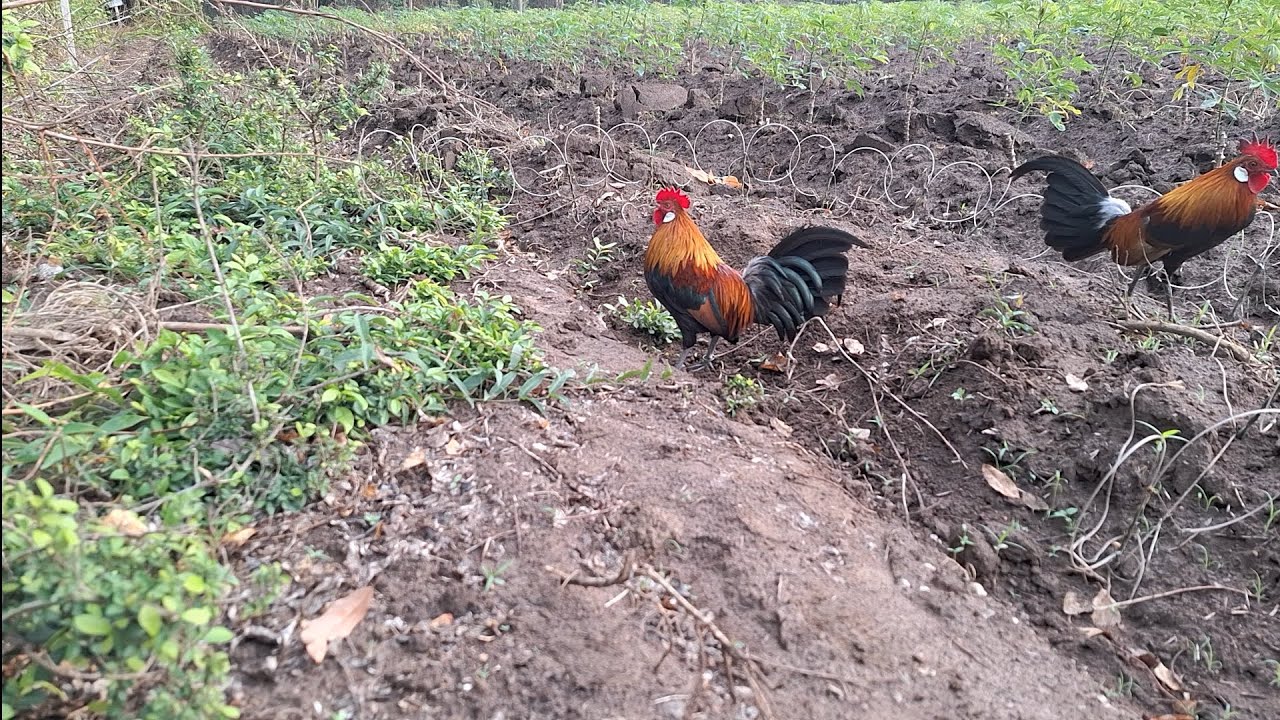 สารคดีไก่ต่อ ep.18