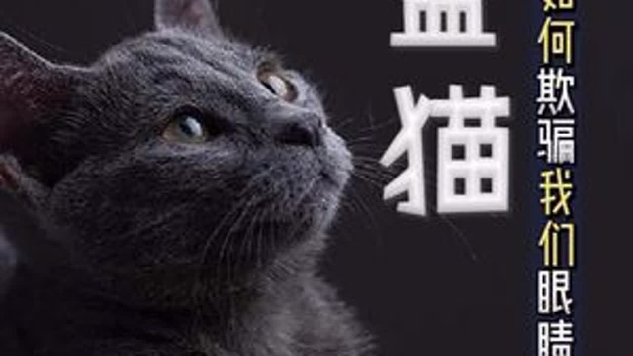灰还是蓝？眼睛懵了！蓝猫是如何欺骗我们眼睛的… 明明是灰色，咋就变“蓝”了？从基因到光学：彻底搞懂蓝猫毛色的底层逻辑。中华田园猫也有“蓝色”吗？#抖音萌宠 #蓝猫 #眼睛欺骗大脑 #俄罗斯蓝猫...