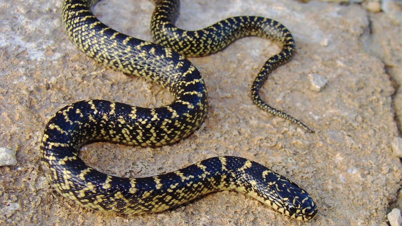 Common Snake Illnesses | Pet Snakes
