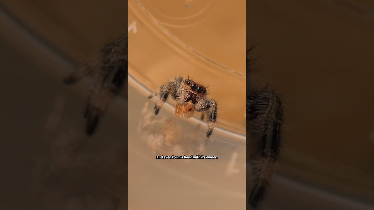 the cutest spider in the world