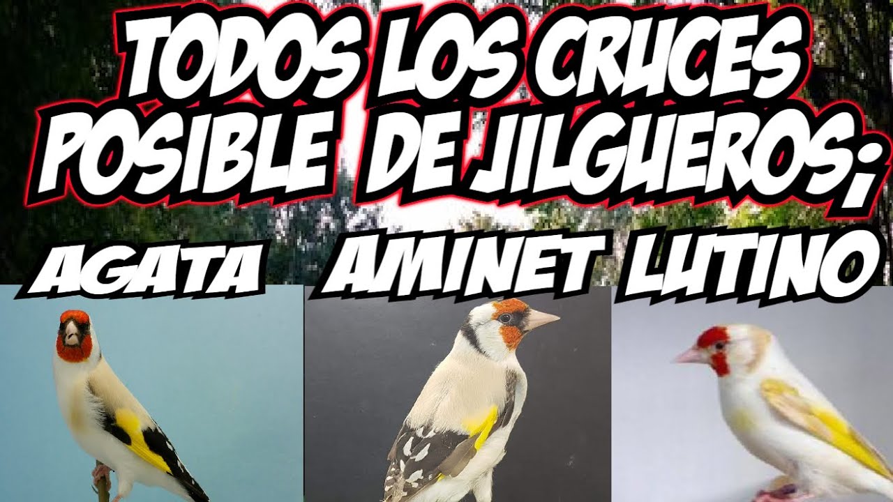 TODOS LOS CRUCES, POSIBLES DE JILGUEROS AGATA, AMINET Y LUTINOS