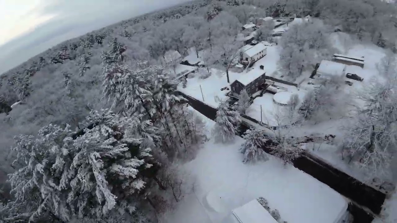 Snow Covered Trees
