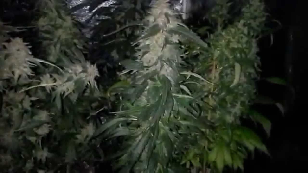 Strawberry Kush, Vanilla Kush, Mango Haze Pre-Harvest Video