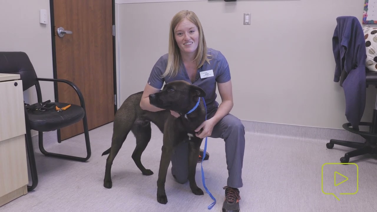 Nail Trim Restraint for Caution Dogs