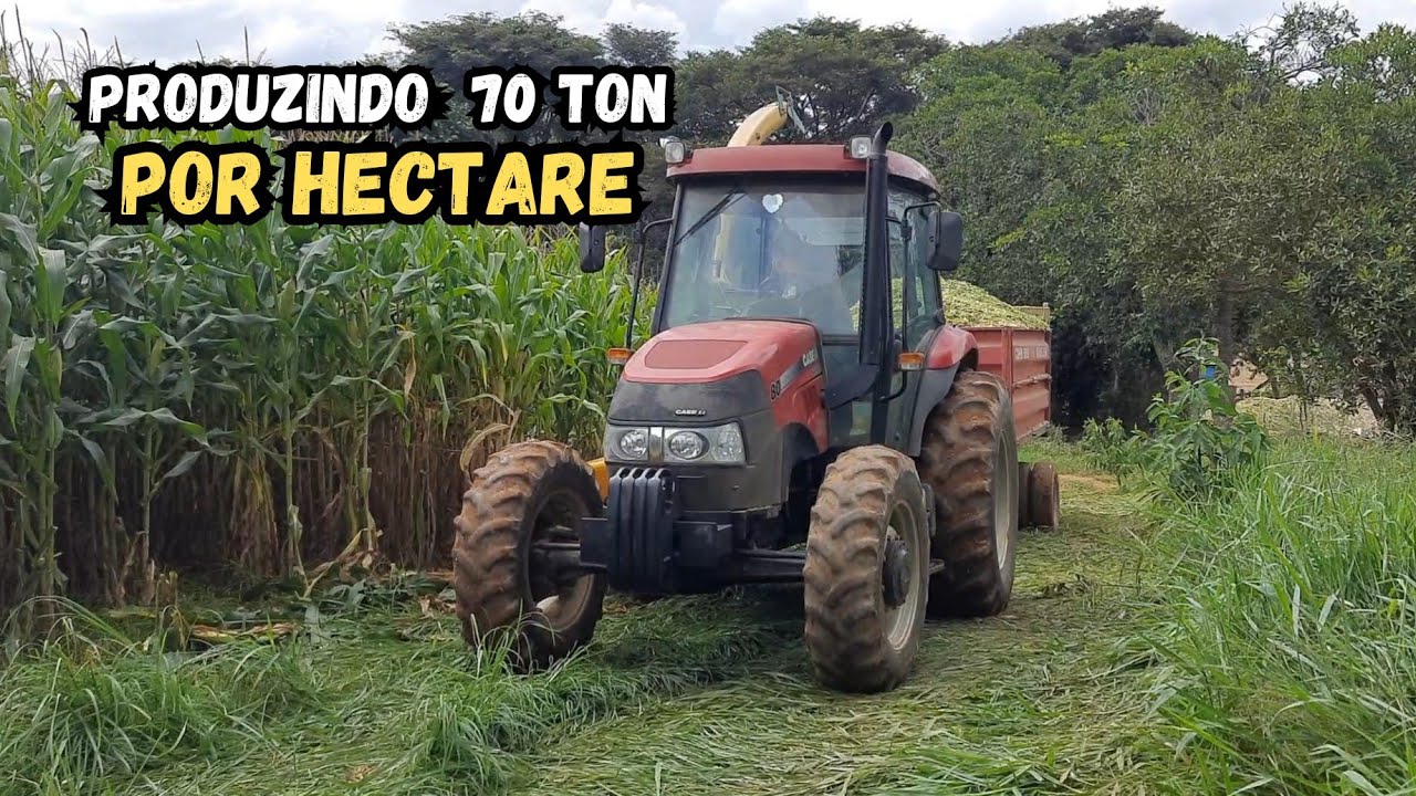 Esse é o único lado ruim de fazer silagem de milho // Fazendo 70 toneladas por hectare de 🌽