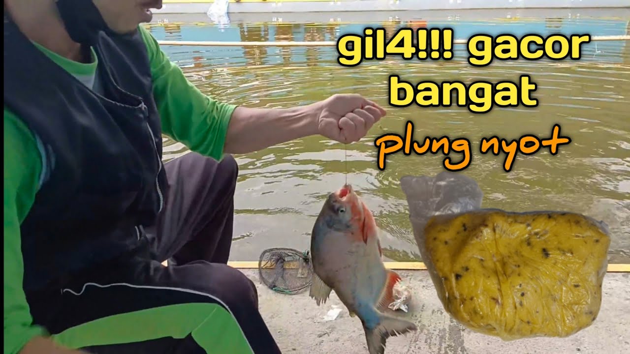 gil4!!! gacor bangat, plung nyot,umpan ikan bawal kuning telor