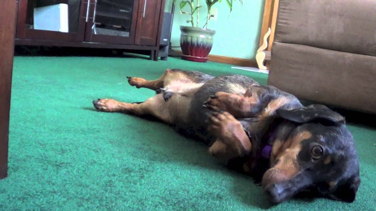 Ducky - Midwest Dachshund Rescue (Feb 2014)