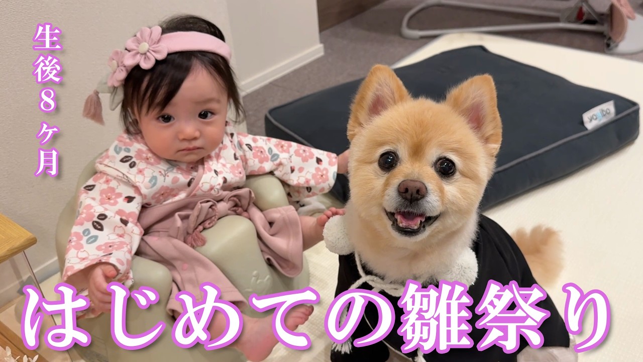 赤ちゃんの初節句を一緒に祝ってくれるポメラニアンが可愛過ぎました…笑【ひな祭り】