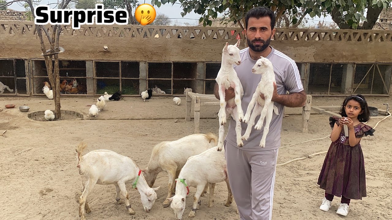 Etni Pyari Bakari a gi 😦Barbari Goat kasi lagi 🐐Pets Lover in Punjab 