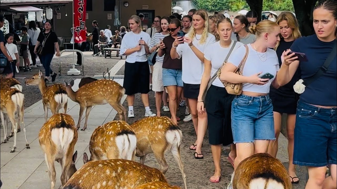 この奈良公園の動画は、まさに絶景です。鹿と外国人観光客が一緒に楽しんでいる様子が映し出されています。この愛情あふれる動画を観れば、きっと心が喜びで満たされるでしょう。
