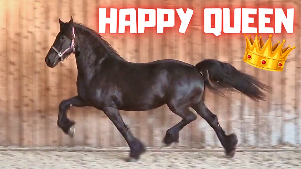 Very happy horse, Queen👑Uniek herself | Friesian Horses