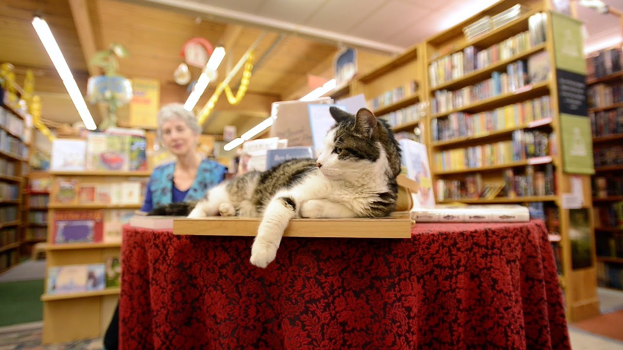 Henry the bookstore cat