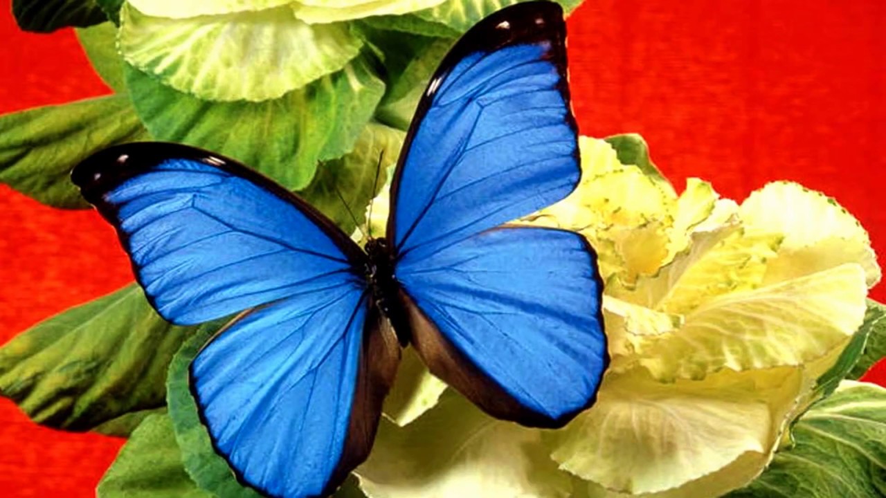 Various butterflies and Colorful flowers (HD1080p)