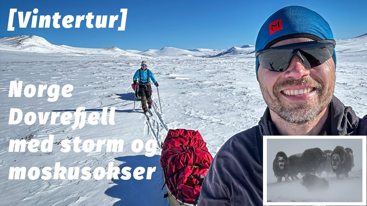 Dovrefjell, vintertur med storm og moskusokser, Norge [Mikroeventyr]