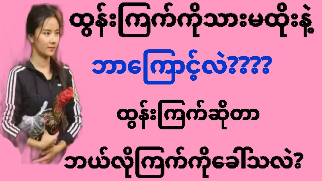 @ကြက်တွေထဲမှာ ထွန်းကြက်ဆိုသားမထိုးနဲ့ဆိုတာဘာကြောင့်လဲ?ထွန်းကြက်ဆိုတာကယောဘယ်လိုကြက်မျိုးကိုခေါ်သလဲ???