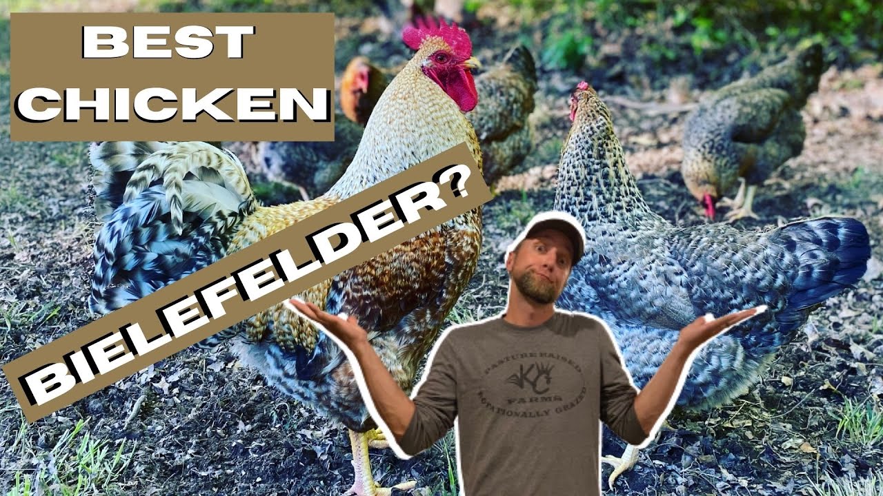 BIELEFELDERS! Still our FAVORITE Chicken?