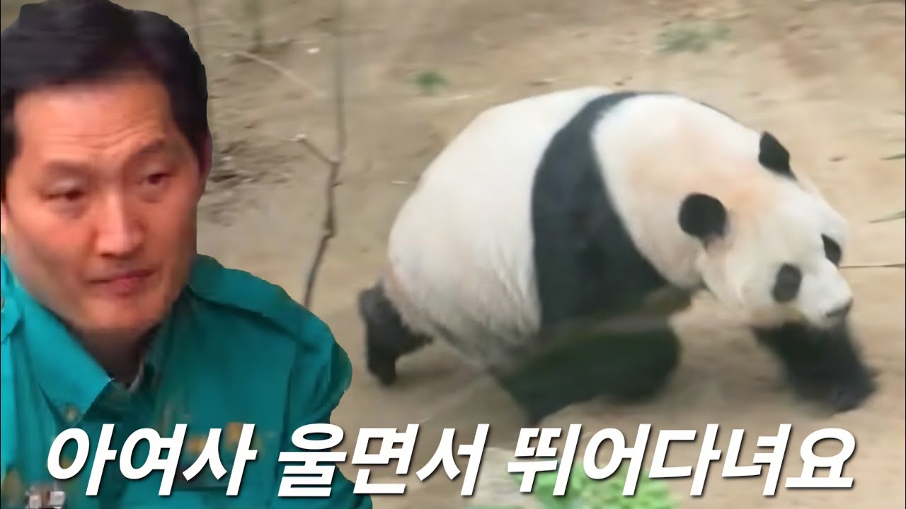 세컨하우스 3월15일 아여사가 울면서 뛰어다니고 루이 후이 찾아요