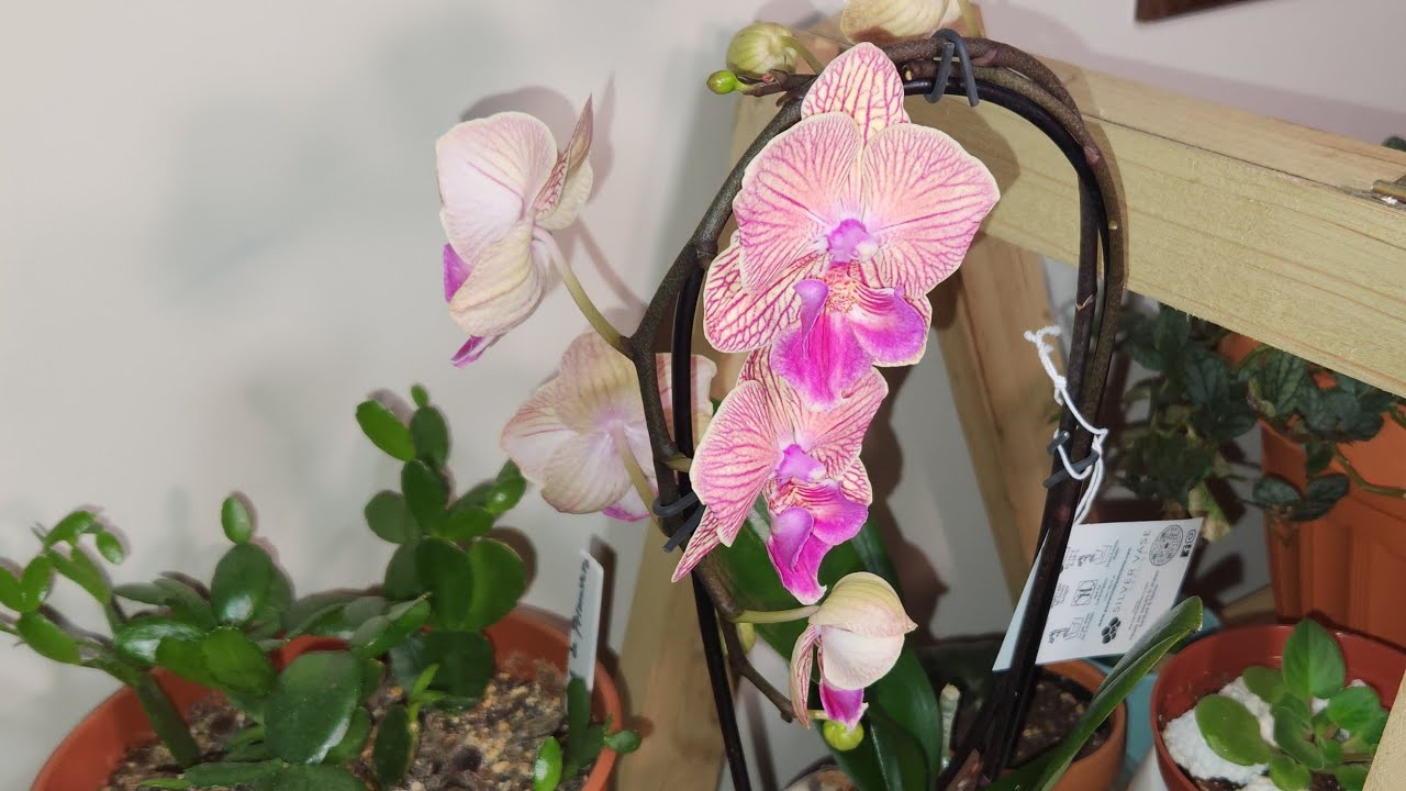 Un Mix de Orquídeas Bellas y más 😍