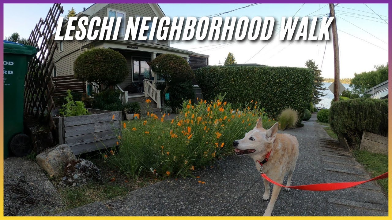 (NO MUSIC) Walking the Lechi Neighborhood in Seattle WA - Relaxing Nature Dog Walk