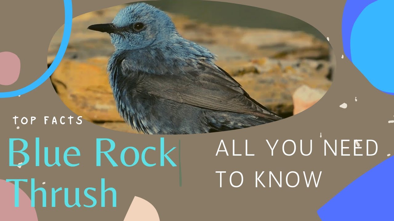 Blue Rock Thrush facts