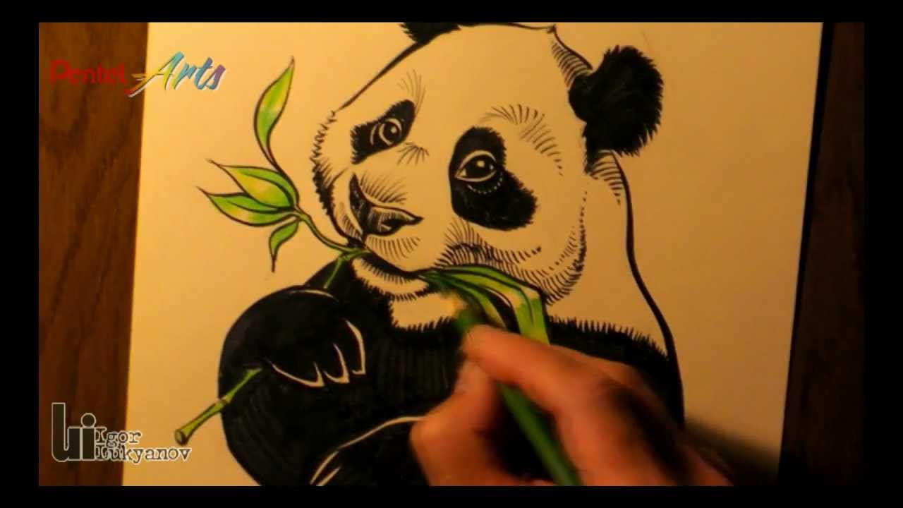 Giant Panda (Drawing with Pentel Brushes)