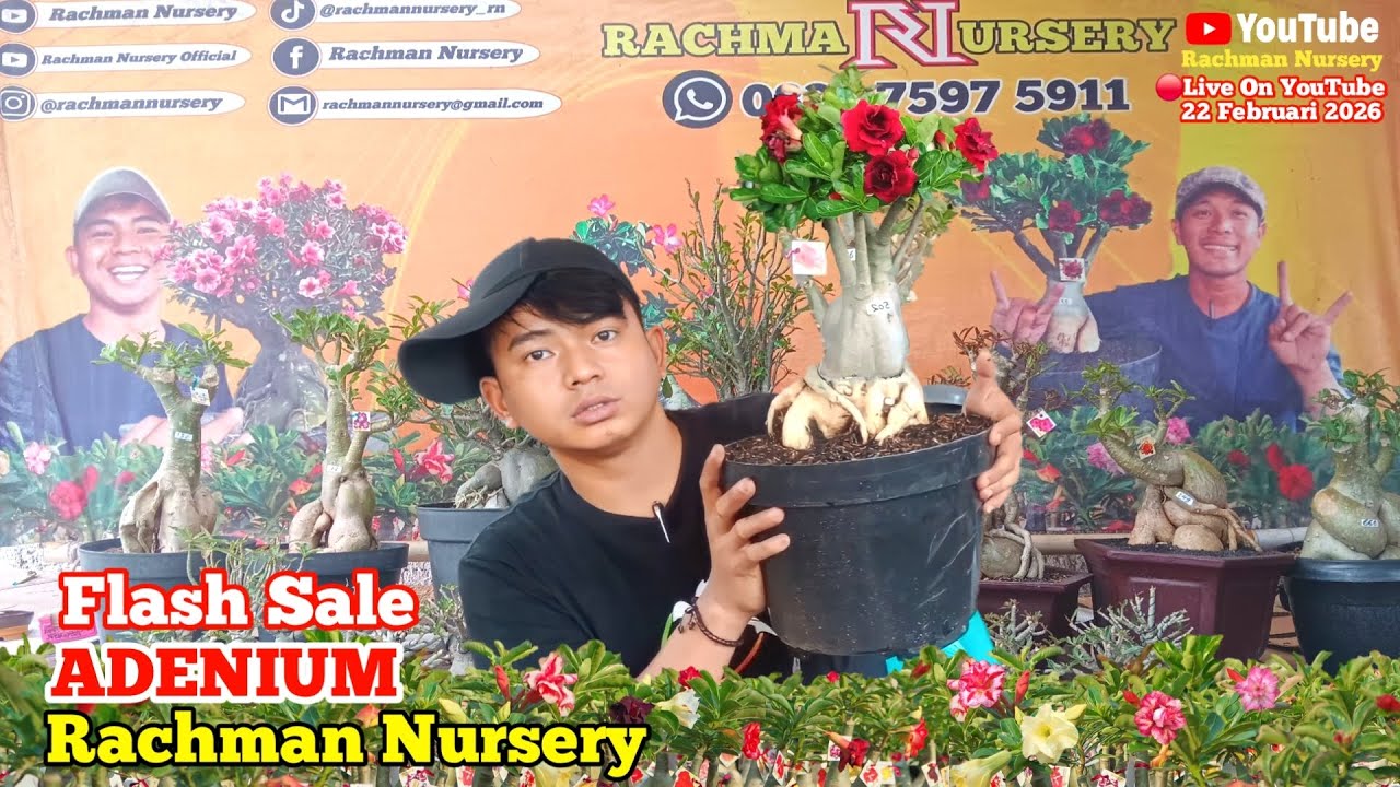 🔴 Live Flash Sale Adenium Bunga Tumpuk Dan Karakter (22 Februari 2026)
#rachmannursery #adenium