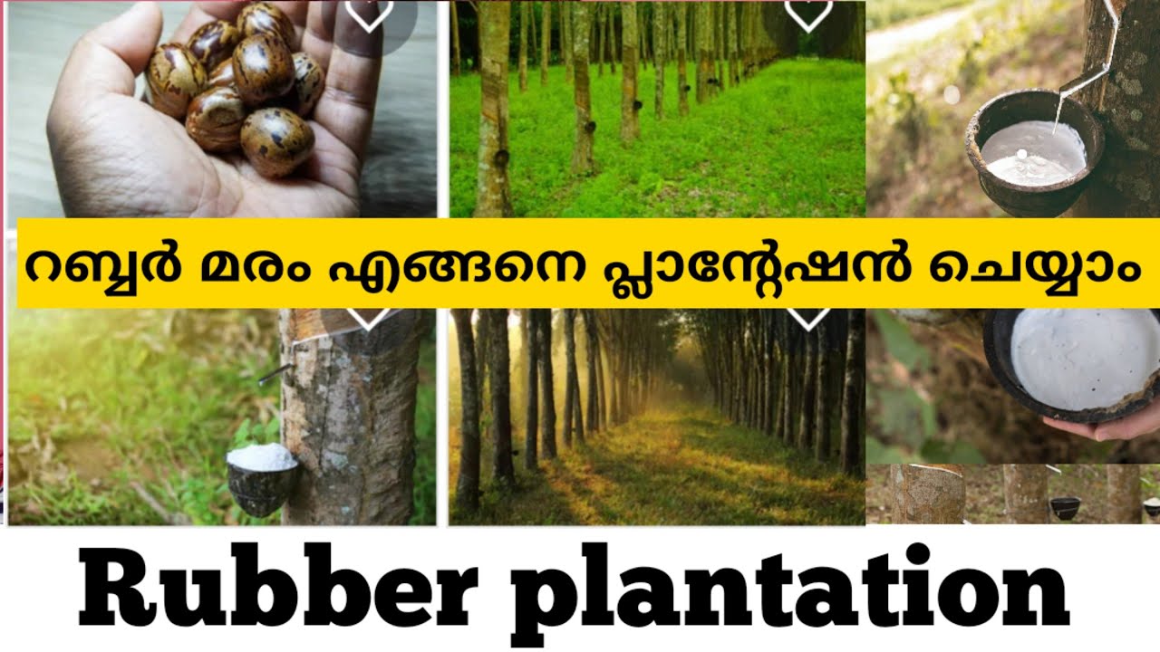 Rubber plantation |  റബ്ബർ പ്ലാന്റേഷൻ | Rubber plantation in Kerala