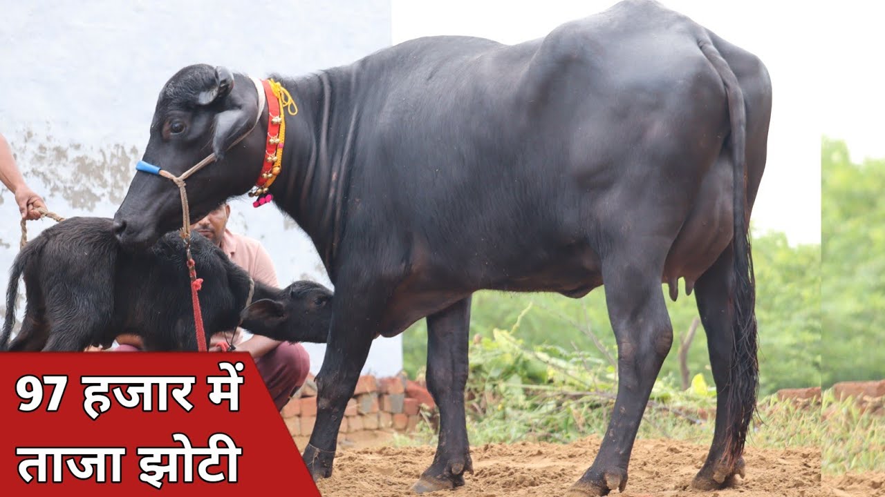 97 हजार में ताजा झोटी, 20 किलो की पक्की गारंटी || Sandeep Maan Kajla (9996522497)