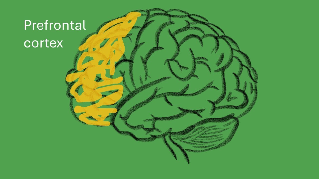 The Frontal Lobes and Executive Control of Cognition