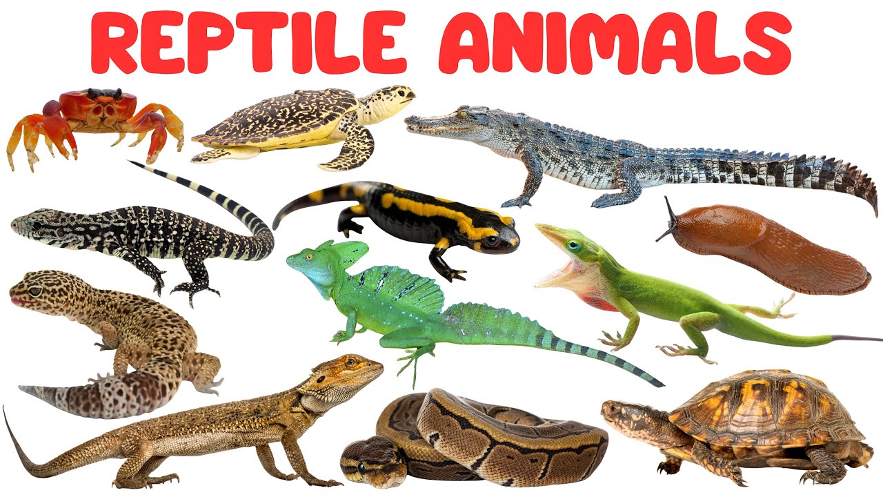 Reptile Animals for Kids | Fun Learning Video for Kids and Toddlers