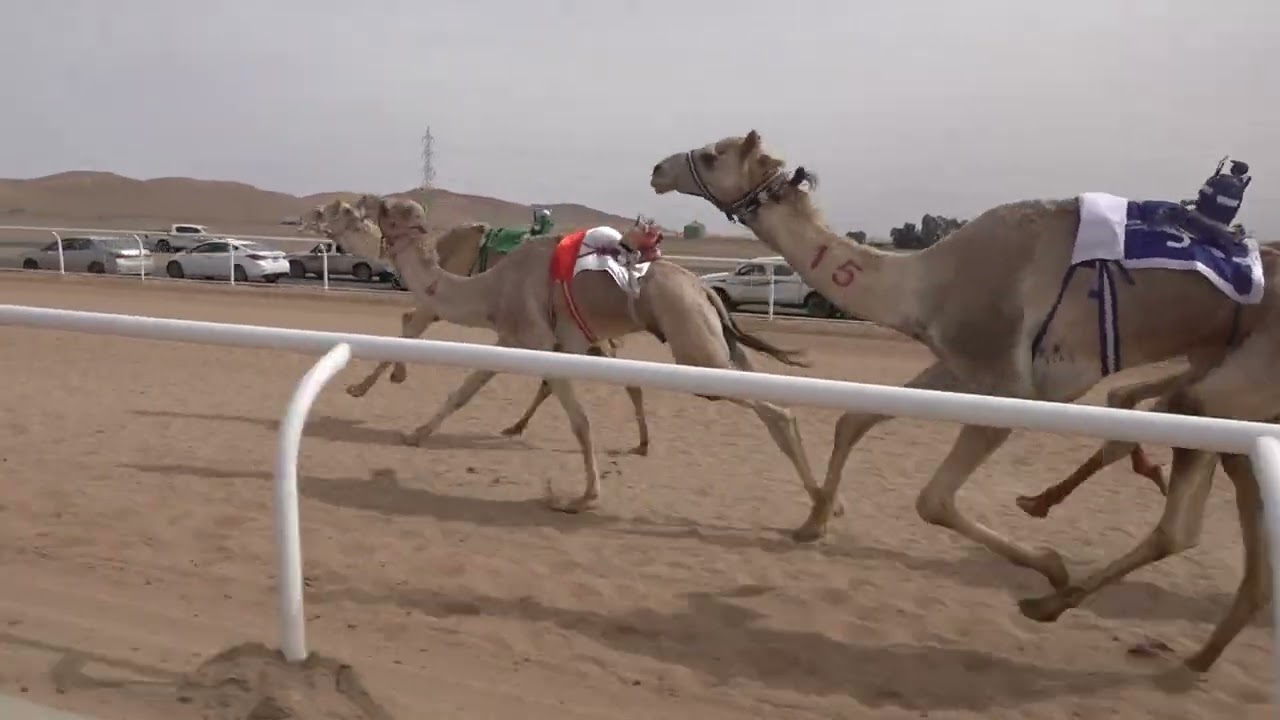 ٢- الهاجس لـ حمدان جميعان العطوي