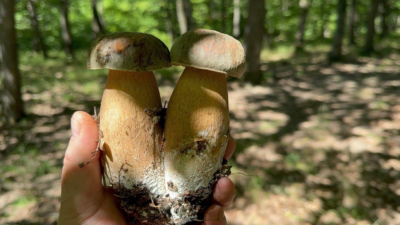 Cautam ciupercile de toamna in padurea  Horlacenilor