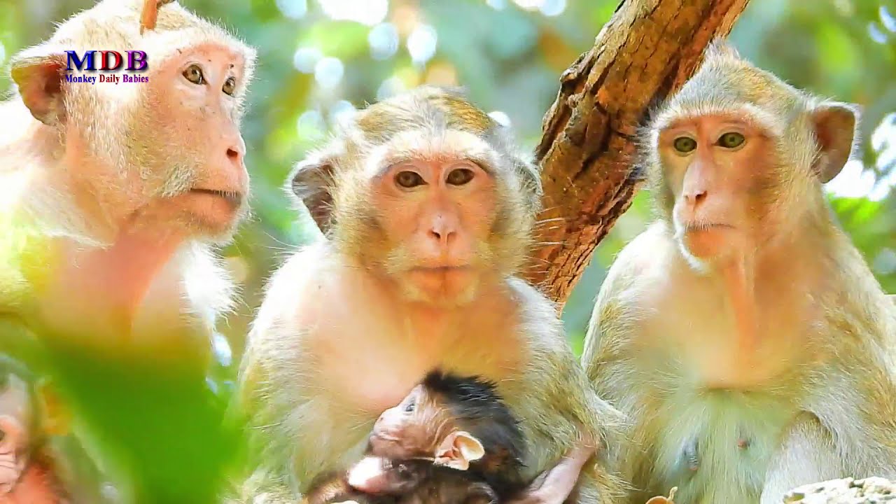 Three Mothers — Casi, Cesca, and Tana — With Their Babies