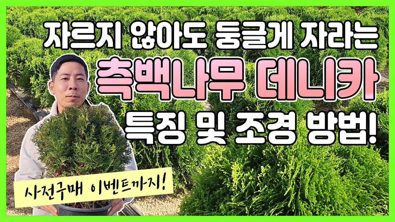 자르지 않아도 둥글게 자라는 측백나무 데니카 특징 및 조경 방법! #울타리 #생울타리 #정원수 #정원수 추천 #울타리 추천 #울타리 나무 #조경수 #조경수 추천