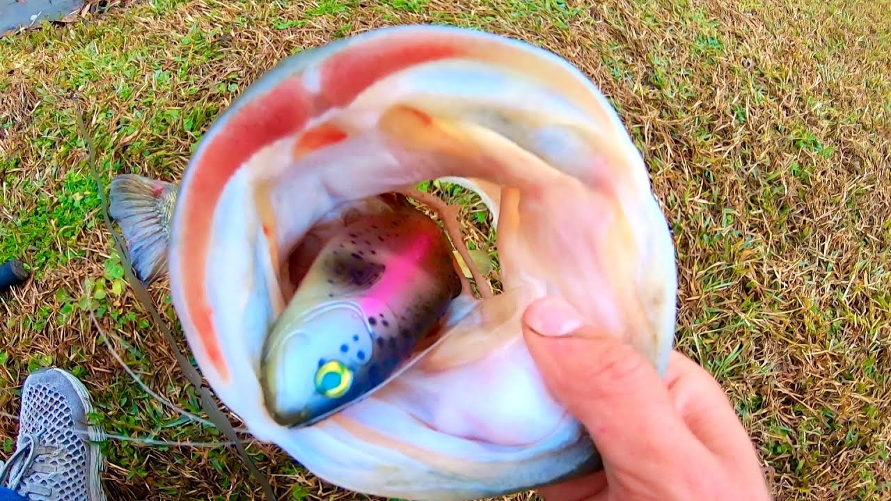 I caught GIANT BASS after they STOCKED TROUT!