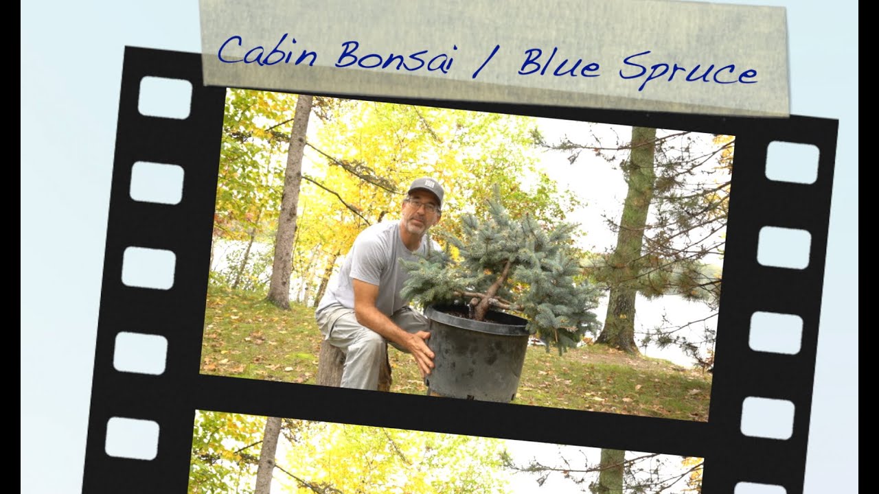 Cabin Bonsai (Colorado Blue Spruce):  Dave's Bonsai E140