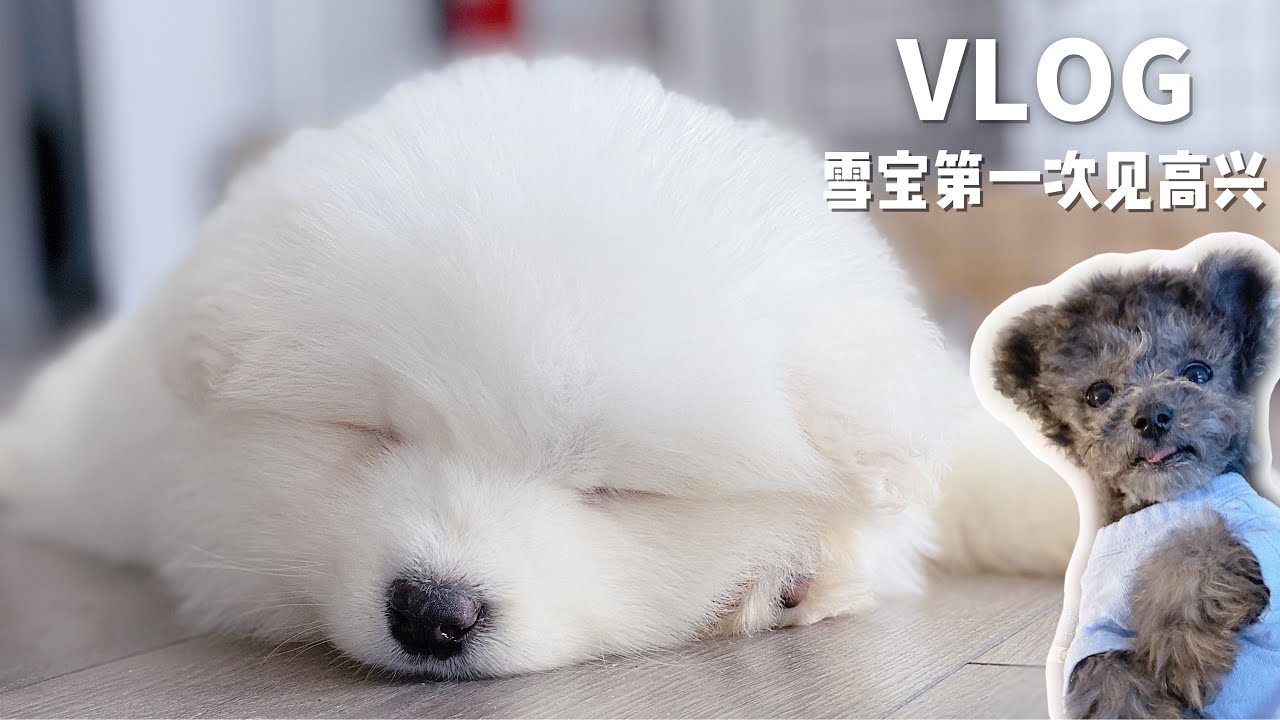 Mufy's Vlog#3 萨摩耶宝宝与茶杯泰迪的首次亲密接(打)触(架) | “温馨”会面 | Samoyed Puppy & Poodle