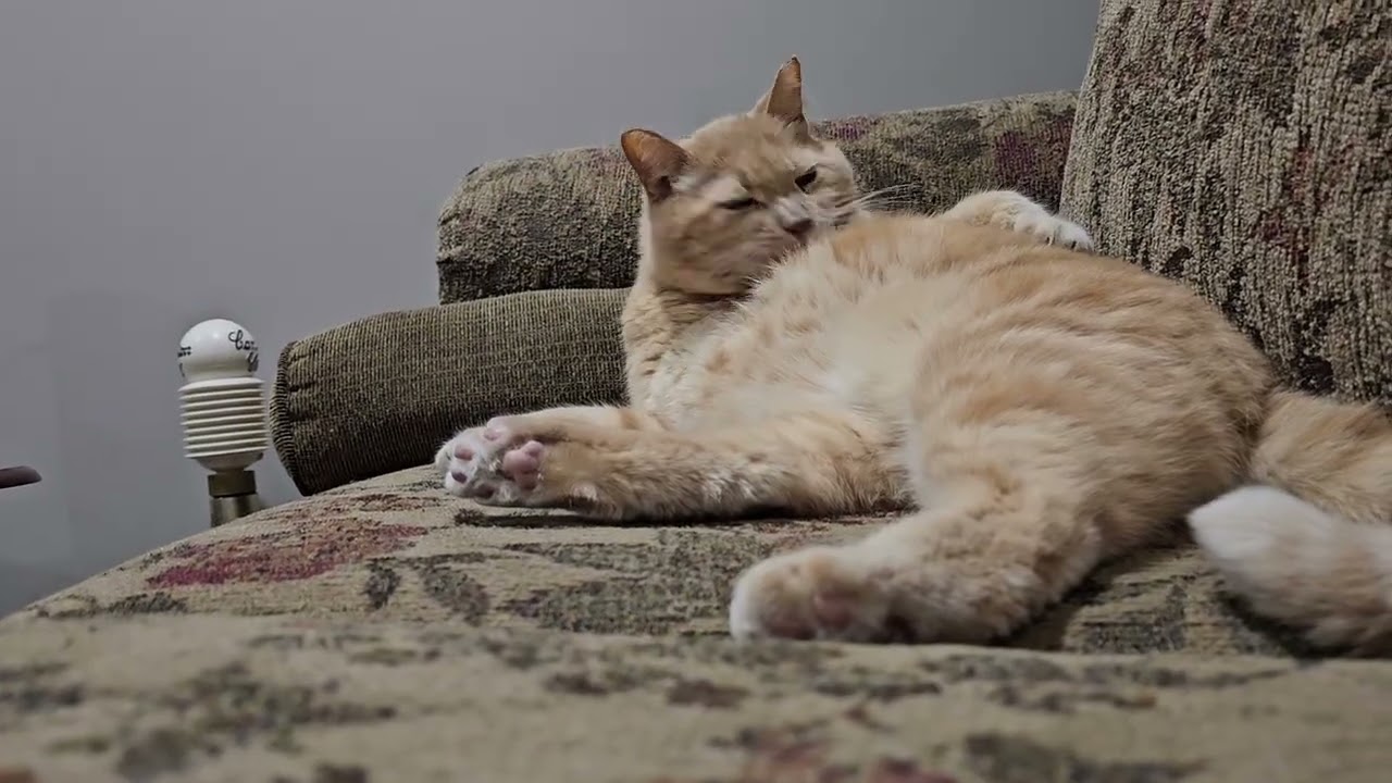 My Cat Oliver