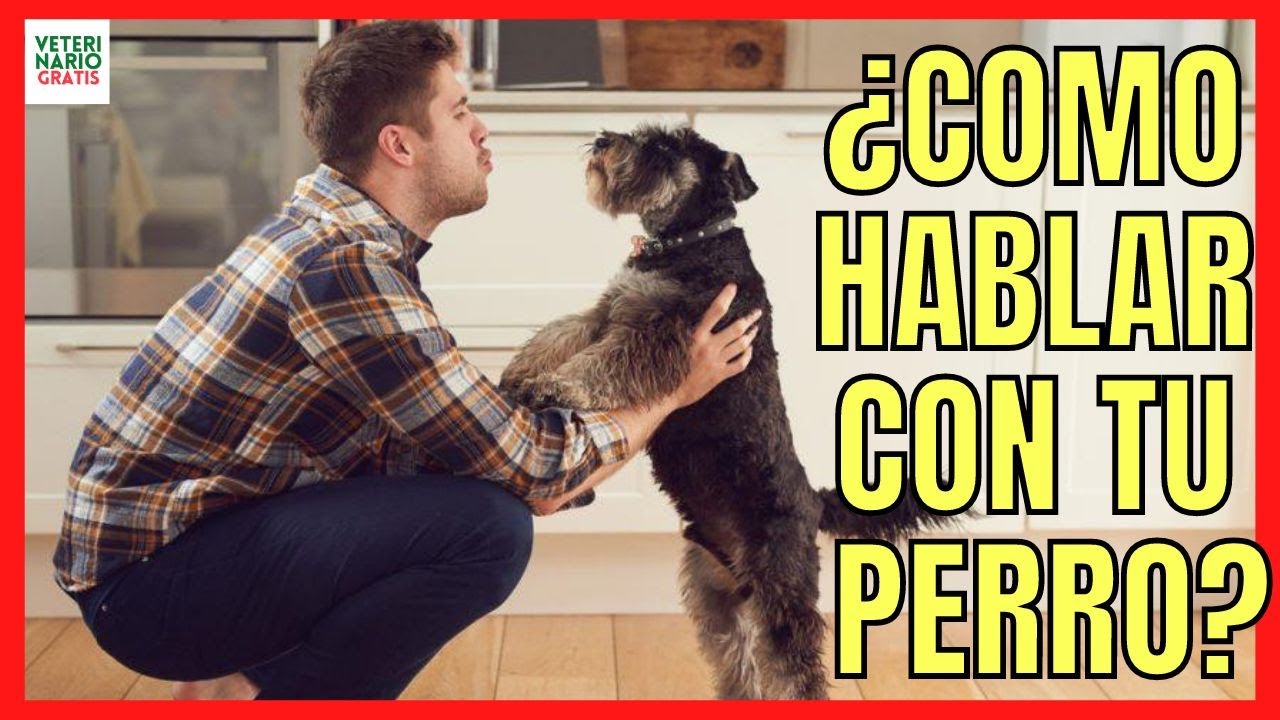 🐶 &iquest;C&Oacute;MO HABLAR CON MI PERRO PARA QUE ME ENTIENDA? 🐶  COMUNICACI&Oacute;N CANINA 1