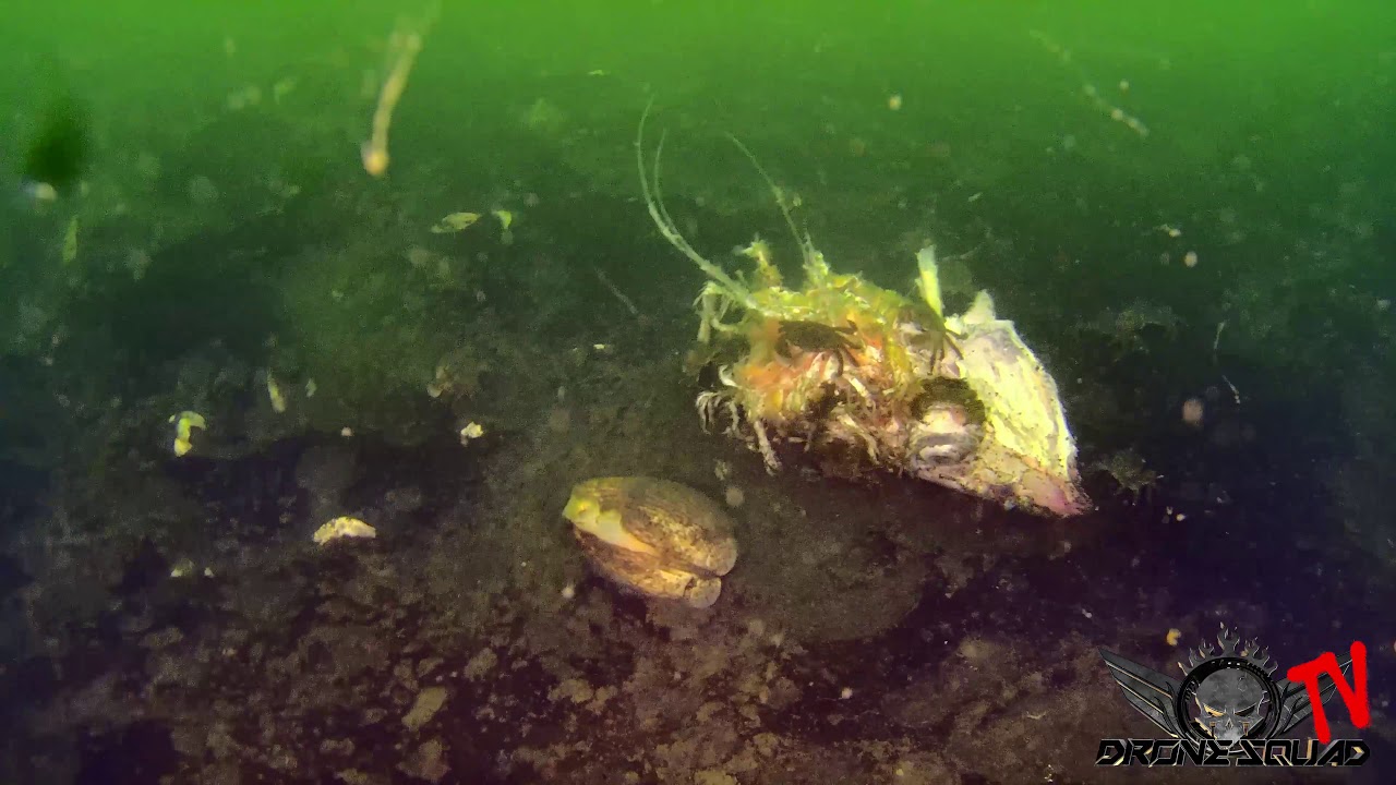 Gladius Mini Exploring  Under Budd Inlet     Warning Very Graphic
