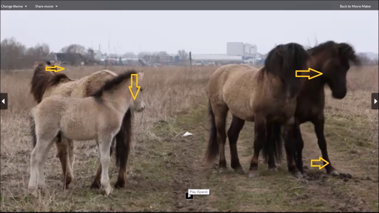 Расшифровка языка тела дикого голландского коника