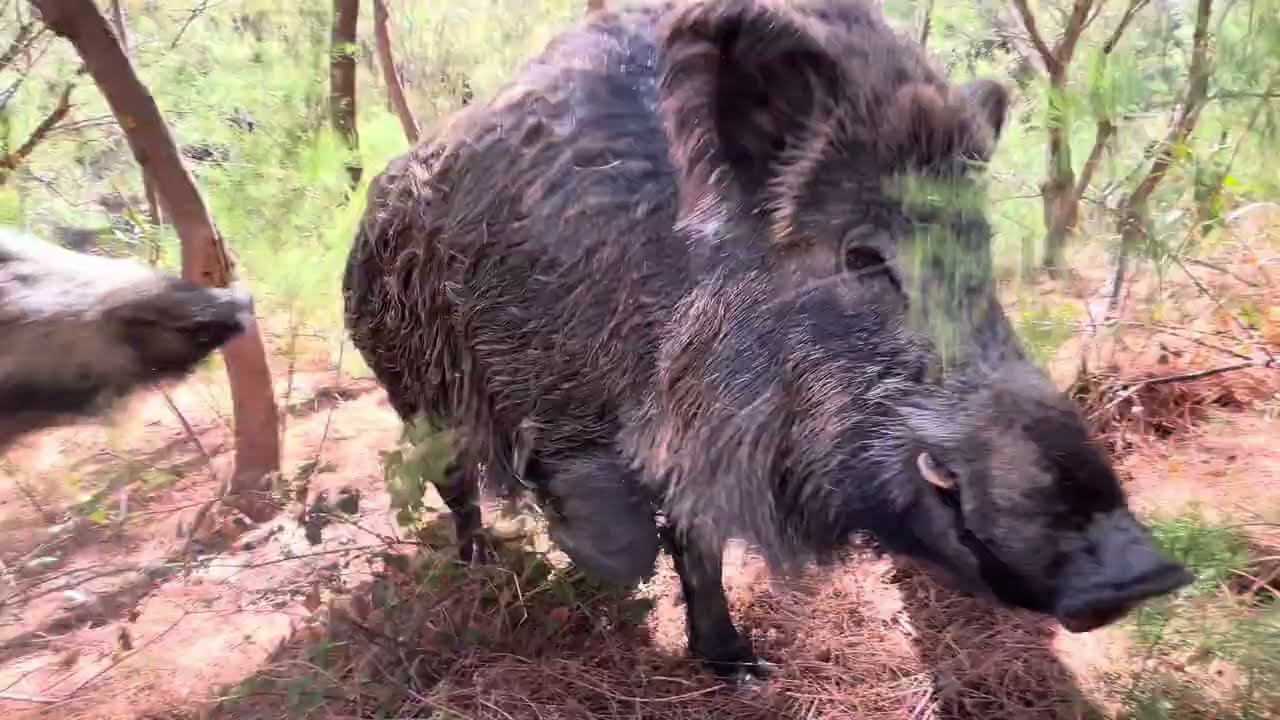 Jabali Nico 🐗 y Lola . Las mejores experiencias de vivir en plena Naturaleza