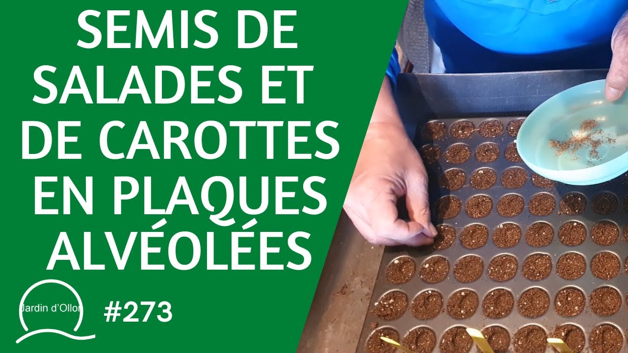 #273-Semis de salades 🥬 et de carottes 🥕 en plaques alvéolées