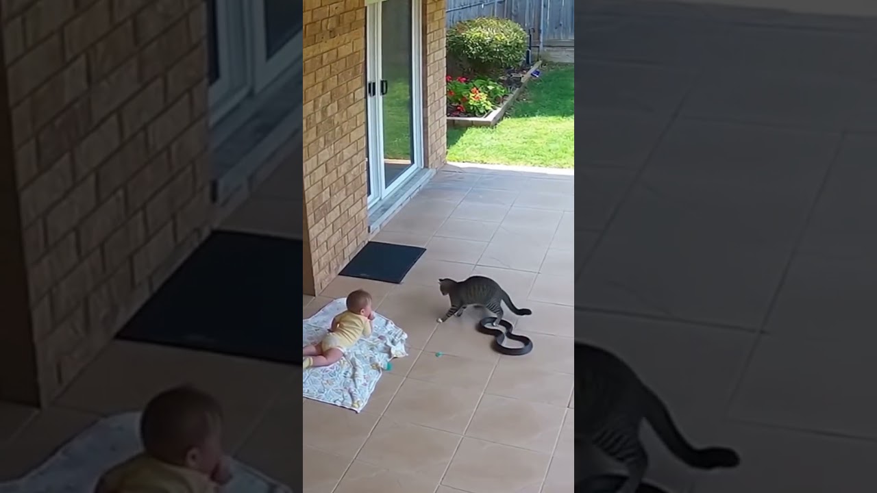 Security Cam Catches Cat vs snake - Baby Saved #cat  #pets #seal #animals