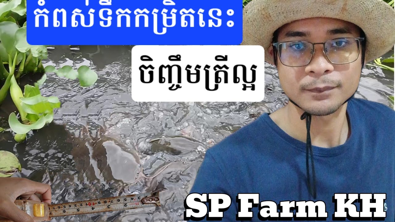 បច្ចេកទេសចិញ្ចឹមត្រី គួរដាក់ទឹកកំពស់នេះដើម្បីចិញ្ចឹមត្រីអណ្តែង ត្រីក្រាញ់បានល្អបំផុត