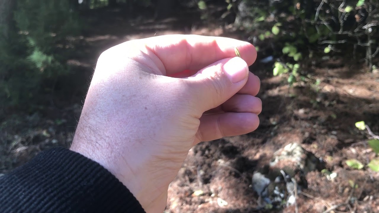 Abies cilicica subsp. cilicica (Toros Göknarı), Cedrus libani  (Toros Sediri)