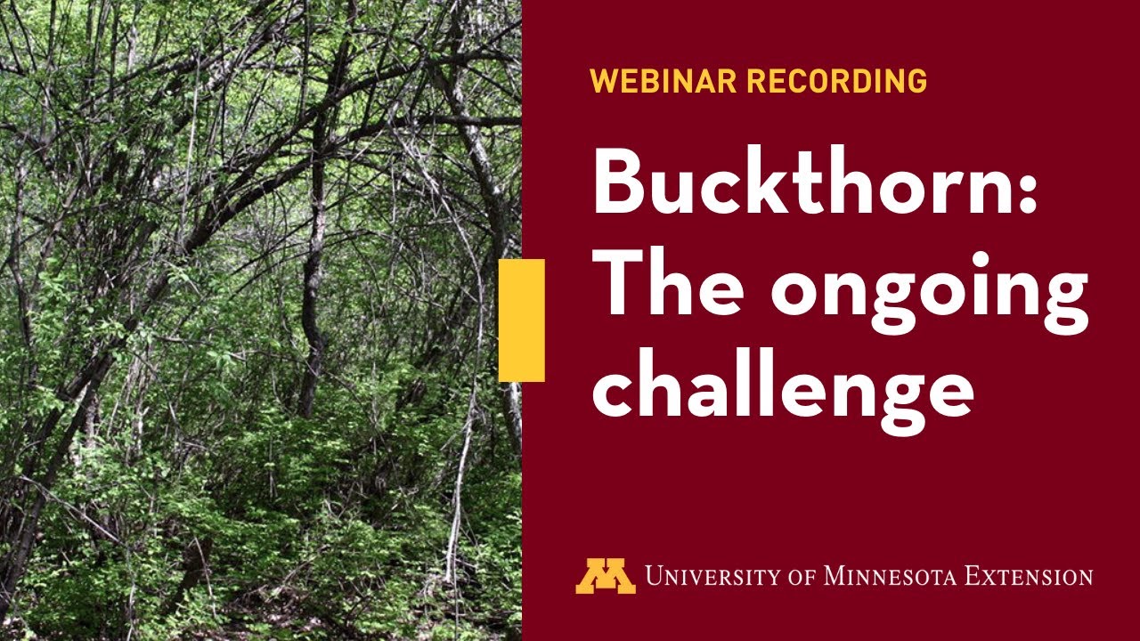 The ongoing challenge of buckthorn