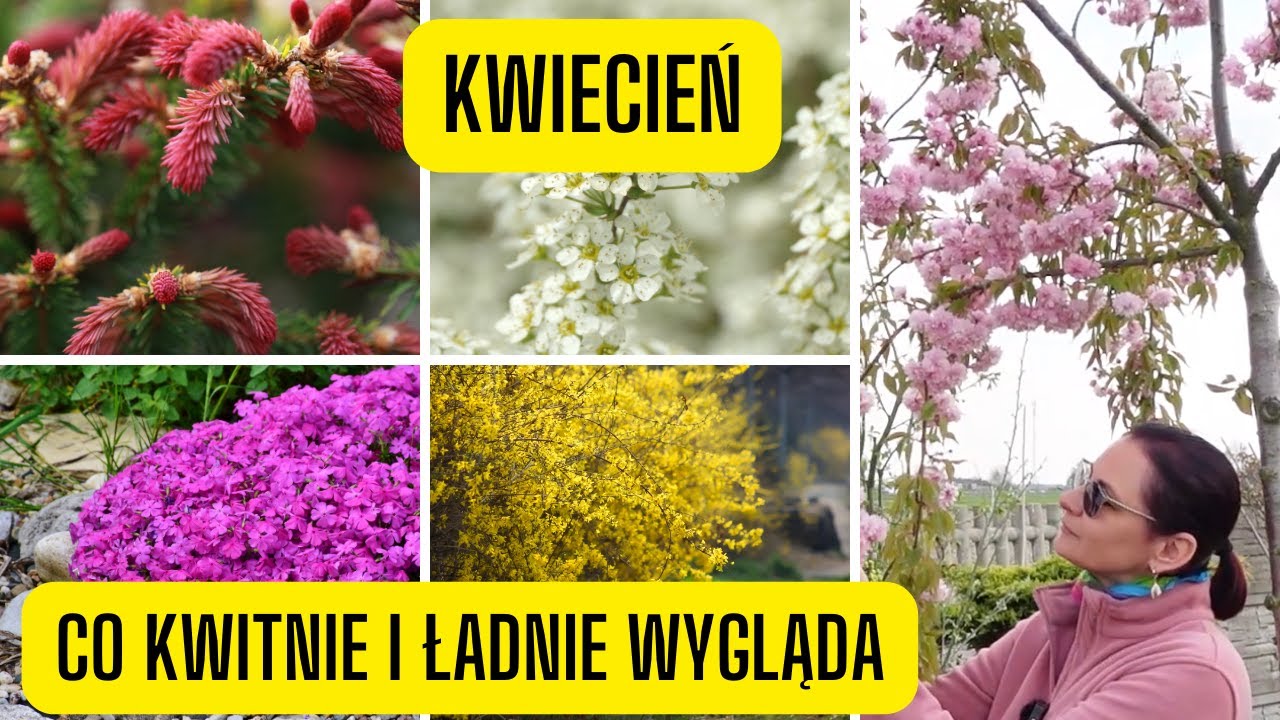 Kwiecień &ndash; rośliny kwitnące i pięknie wyglądające wiosną. Co kwitnie w kwietniu?