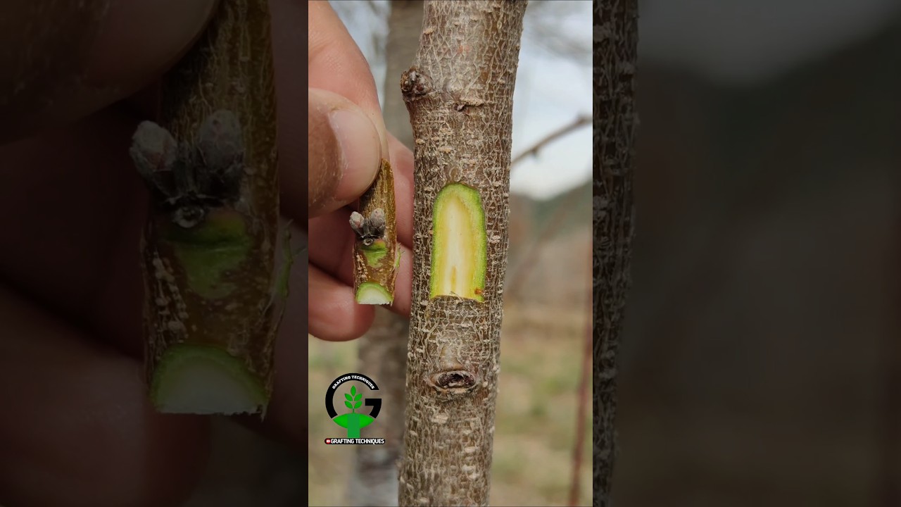 Chip bud grafting peach tree #fruitplants #howtografting #budding
