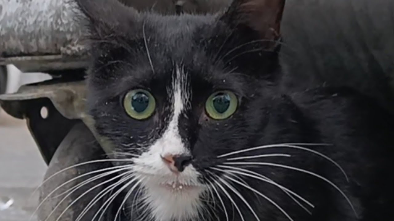 This cat with its beautiful eyes deserved a peaceful and safe home, not a trash can#cat #cute